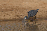 2015-01-14 Gambia westelijke rifreiger 3.jpg