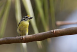 2015-01-15 gambia geelvoorhoofdketellapper.jpg