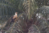 2015-01-15 gambia palmgier.jpg