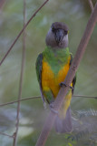 2015-01-19  gambia Bonte boertje.jpg