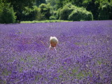 Boy in Lavendar field.Surrey.jpg
