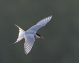Backlit Tern
