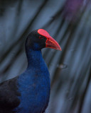 Purple Swamp Hen