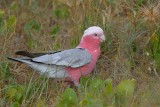 Galah