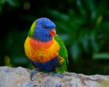 Rainbow Lorikeet