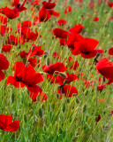 Wild Poppies