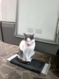 Mici