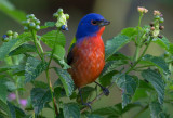 Painted Bunting 