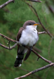 Yellow Billed Cuckoo