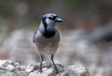 Blue Jay