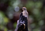 Ladder Backed Woodpecker