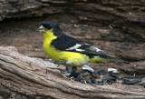 Lesser Goldfinch