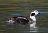 Long Tailed Duck