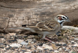 Lark Sparrow