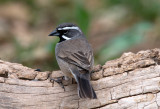 Black Throated Sparrow