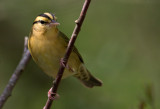 Worm Eating Warbler