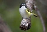 Black Capped Vireo