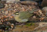 Worm Eating Warbler