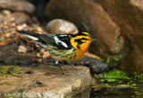 Blackburnian Warbler