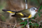 Female American Redstart