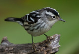 Female Black and White Warbler