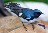 Black Throated Blue Warbler