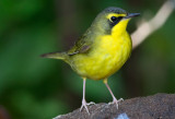 Female Kentucky Warbler