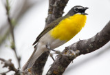 Yellow Breasted Chat