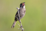 Seaside Sparrow