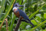 Ringed Kingfisher