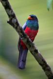 Slaty Tailed Trogon