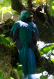 Resplendent Quetzal