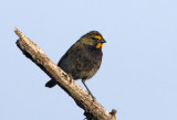 Yellow Faced Grassquit