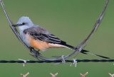 Scissor tailed Flycatcher