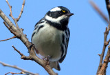 Black Throated Gray Warbler