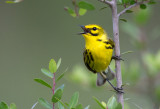 Prairie Warbler