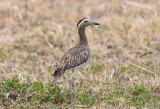 Double Striped Thick-Knee