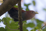 Squirrel Cuckoo