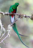 Resplendent Quetzal