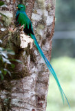 Resplendent Quetzal