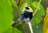 Golden Hooded Tanager