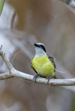 Greater Kiskadee