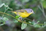 Nashville Warbler