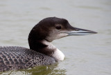 Common Loon