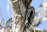 Red-Naped Sapsucker