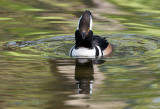 Hooded Merganser