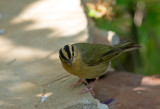 Worm Eating Warbler