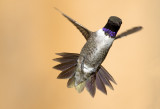 Black Chinned Hummingbird