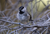 Mountain Chickadee