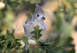 Juniper Titmouse